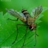 Cockchafer parasite fly - Dexiosoma caninum | Fotografijos autorius : Romas Ferenca | © Macronature.eu | Macro photography web site