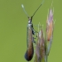 Makštikandė - Coleophora sp. | Fotografijos autorius : Eglė Vičiuvienė | © Macrogamta.lt | Šis tinklapis priklauso bendruomenei kuri domisi makro fotografija ir fotografuoja gyvąjį makro pasaulį.