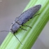 Hairy click beetle - Synaptus filiformis | Fotografijos autorius : Kazimieras Martinaitis | © Macronature.eu | Macro photography web site