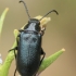 Comb-clawed Beetle - Heliotaurus sp. | Fotografijos autorius : Gintautas Steiblys | © Macronature.eu | Macro photography web site