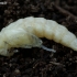 Comb-clawed Darkling Beetle - Pseudocistela ceramboides, pupa | Fotografijos autorius : Romas Ferenca | © Macronature.eu | Macro photography web site