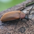Comb-clawed Darkling Beetle - Pseudocistela ceramboides | Fotografijos autorius : Kazimieras Martinaitis | © Macronature.eu | Macro photography web site