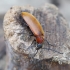 Comb-clawed Darkling Beetle - Pseudocistela ceramboides | Fotografijos autorius : Romas Ferenca | © Macronature.eu | Macro photography web site