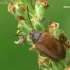 Comb-clawed beetle - Isomira murina  | Fotografijos autorius : Gintautas Steiblys | © Macronature.eu | Macro photography web site