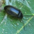 Comb-clawed beetle - Isomira murina | Fotografijos autorius : Gintautas Steiblys | © Macronature.eu | Macro photography web site