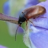 Comb-clawed beetle - Isomira murina | Fotografijos autorius : Gintautas Steiblys | © Macronature.eu | Macro photography web site