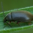 Comb-clawed beetle - Isomira murina | Fotografijos autorius : Žilvinas Pūtys | © Macronature.eu | Macro photography web site