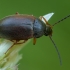 Comb-clawed beetle - Isomira murina | Fotografijos autorius : Žilvinas Pūtys | © Macronature.eu | Macro photography web site