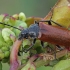 Comb-clawed darkling beetle - Omophlus sp. | Fotografijos autorius : Gintautas Steiblys | © Macronature.eu | Macro photography web site