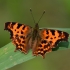 Comma - Polygonia c-album | Fotografijos autorius : Nomeda Vėlavičienė | © Macronature.eu | Macro photography web site