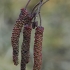 Common Alder - Alnus glutinosa, male catkins | Fotografijos autorius : Gintautas Steiblys | © Macronature.eu | Macro photography web site