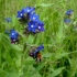 Common Alkanet - Anchusa officinalis | Fotografijos autorius : Aleksandras Stabrauskas | © Macronature.eu | Macro photography web site