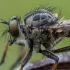 Common Awl Robberfly - Neoitamus cyanurus ♀ | Fotografijos autorius : Žilvinas Pūtys | © Macronature.eu | Macro photography web site