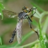 Common Awl Robberfly - Neoitamus cyanurus ♂ | Fotografijos autorius : Romas Ferenca | © Macronature.eu | Macro photography web site