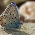 Common blue - Polyommatus icarus | Fotografijos autorius : Gintautas Steiblys | © Macronature.eu | Macro photography web site