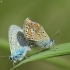 Common Blue - Polyommatus icarus | Fotografijos autorius : Vidas Brazauskas | © Macronature.eu | Macro photography web site