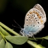 Dirvinis melsvys - Polyommatus icarus | Fotografijos autorius : Joana Katina | © Macronature.eu | Macro photography web site