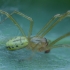 Common Candy-striped Spider - Enoplognatha ovata ♂ | Fotografijos autorius : Žilvinas Pūtys | © Macronature.eu | Macro photography web site