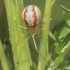 Common Candy-striped Spider - Enoplognatha ovata f. redimita | Fotografijos autorius : Gintautas Steiblys | © Macrogamta.lt | Šis tinklapis priklauso bendruomenei kuri domisi makro fotografija ir fotografuoja gyvąjį makro pasaulį.