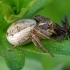 Common Crab Spider - Xysticus cristatus  | Fotografijos autorius : Romas Ferenca | © Macronature.eu | Macro photography web site