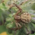 Common Crab Spider - Xysticus cristatus | Fotografijos autorius : Gintautas Steiblys | © Macronature.eu | Macro photography web site