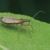 Common Damsel Bug - Nabis rugosus | Fotografijos autorius : Gintautas Steiblys | © Macronature.eu | Macro photography web site