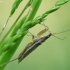 Common Damsel Bug - Nabis rugosus | Fotografijos autorius : Vidas Brazauskas | © Macronature.eu | Macro photography web site
