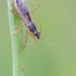 Common Damsel Bug | Fotografijos autorius : Darius Baužys | © Macronature.eu | Macro photography web site