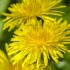 Common Dandelion | Taraxacum officinale | Fotografijos autorius : Darius Baužys | © Macronature.eu | Macro photography web site