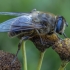 Common Drone Fly - Eristalis tenax ♀ | Fotografijos autorius : Žilvinas Pūtys | © Macronature.eu | Macro photography web site