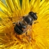 Common Drone Fly - Eristalis tenax  | Fotografijos autorius : Vytautas Gluoksnis | © Macronature.eu | Macro photography web site