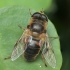 Common Drone Fly - Eristalis tenax | Fotografijos autorius : Gintautas Steiblys | © Macronature.eu | Macro photography web site