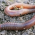 Common Earthworm - Lumbricus terrestris, juv. | Fotografijos autorius : Gintautas Steiblys | © Macronature.eu | Macro photography web site