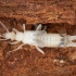 Common Earwig - Forficula auricularia ♂ | Fotografijos autorius : Žilvinas Pūtys | © Macronature.eu | Macro photography web site