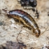 Common Earwig - Forficula auricularia | Fotografijos autorius : Kazimieras Martinaitis | © Macronature.eu | Macro photography web site