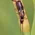 Common Earwig - Forficula auricularia | Fotografijos autorius : Agnė Našlėnienė | © Macronature.eu | Macro photography web site