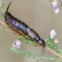 Common Earwig - Forficula auricularia | Fotografijos autorius : Darius Baužys | © Macronature.eu | Macro photography web site