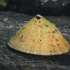 Common European limpet - Patella vulgata | Fotografijos autorius : Gintautas Steiblys | © Macronature.eu | Macro photography web site