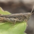 Common Field Grasshopper - Chorthippus brunneus | Fotografijos autorius : Gintautas Steiblys | © Macronature.eu | Macro photography web site