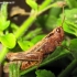 Common Field Grasshopper - Chorthippus brunneus | Fotografijos autorius : Rasa Gražulevičiūtė | © Macronature.eu | Macro photography web site