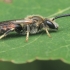 Vagabitė - Lasioglossum calceatum | Fotografijos autorius : Gintautas Steiblys | © Macronature.eu | Macro photography web site