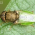 Common Green Colonel - Oplodontha viridula | Fotografijos autorius : Lukas Jonaitis | © Macronature.eu | Macro photography web site