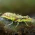 Common Green Lacewing - Chrysoperla carnea, larva | Fotografijos autorius : Romas Ferenca | © Macronature.eu | Macro photography web site