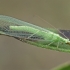 Common Green Lacewing - Chrysoperla carnea | Fotografijos autorius : Gintautas Steiblys | © Macronature.eu | Macro photography web site