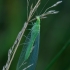 Common Green Lacewing - Chrysoperla carnea | Fotografijos autorius : Romas Ferenca | © Macronature.eu | Macro photography web site