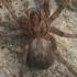 Common House-spider - Tegenaria domestica | Fotografijos autorius : Gintautas Steiblys | © Macronature.eu | Macro photography web site