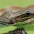 Dėmėtoji skraidvarlė - Polypedates maculatus | Fotografijos autorius : Gintautas Steiblys | © Macronature.eu | Macro photography web site