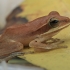 Common Indian Tree Frog - Polypedates maculatus | Fotografijos autorius : Gintautas Steiblys | © Macronature.eu | Macro photography web site