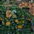 Common Jelly Spot - Dacrymyces stillatus | Fotografijos autorius : Eglė Vičiuvienė | © Macronature.eu | Macro photography web site