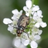 Common Malachite-beetle - Malachius bipustulatus ♀ | Fotografijos autorius : Romas Ferenca | © Macronature.eu | Macro photography web site
